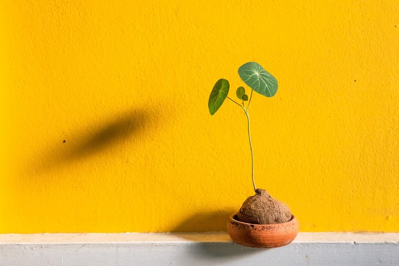Indoor plant walls
