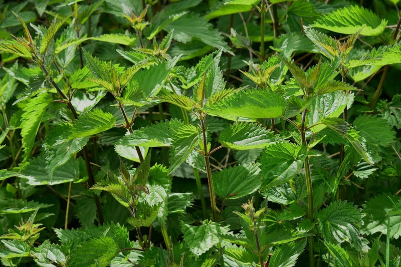 Herb Garden Wall